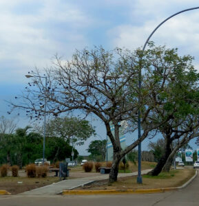 El tiempo en Gran Resistencia llegan las lluvias y habrá descenso de